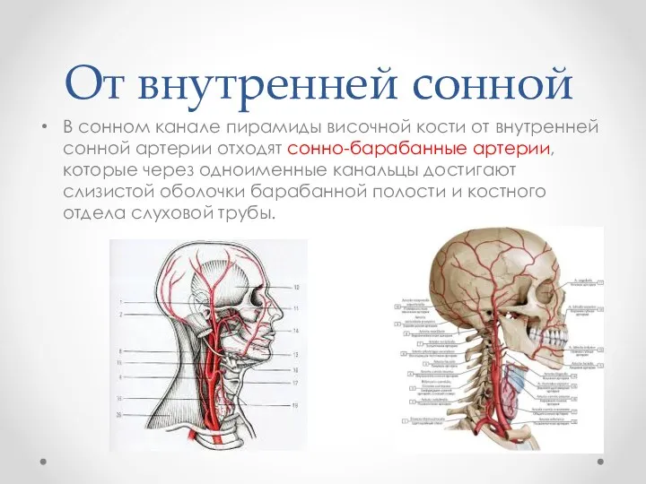 От внутренней сонной В сонном канале пирамиды височной кости от внутренней сонной