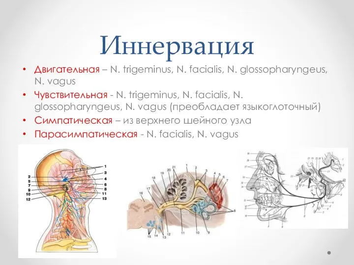 Иннервация Двигательная – N. trigeminus, N. facialis, N. glossopharyngeus, N. vagus Чувствительная