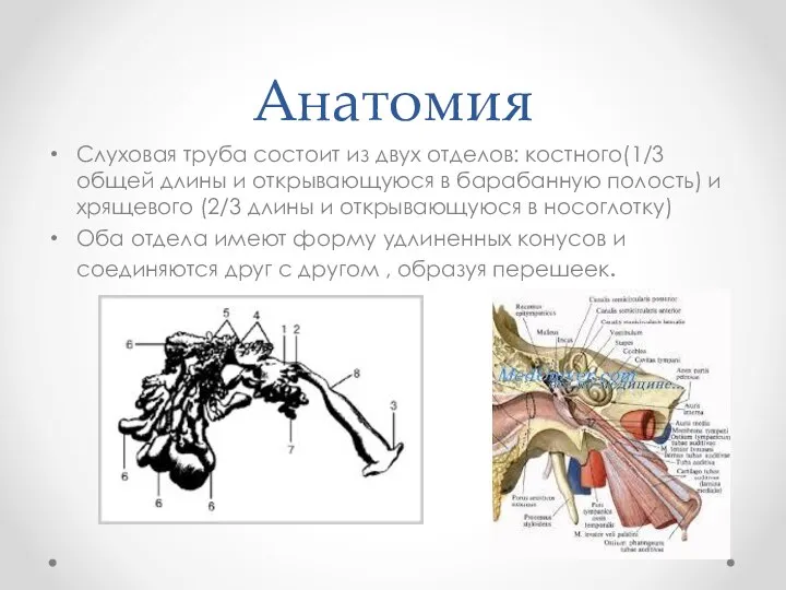 Анатомия Слуховая труба состоит из двух отделов: костного(1/3 общей длины и открывающуюся
