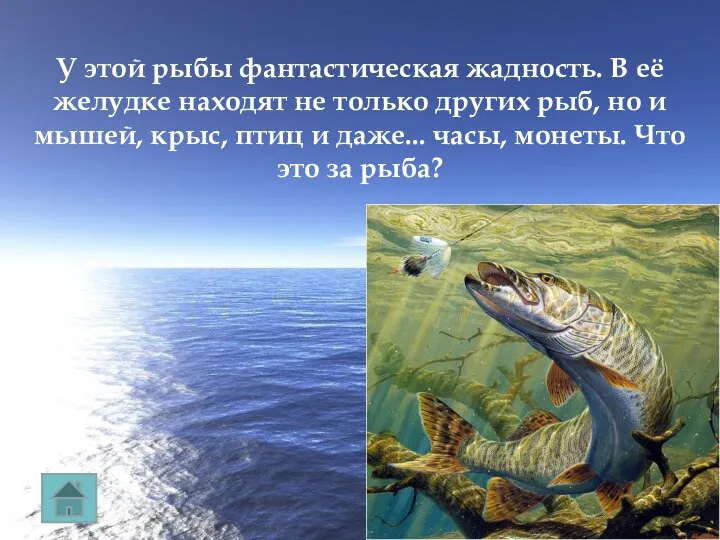 У этой рыбы фантастическая жадность. В её желудке находят не только других