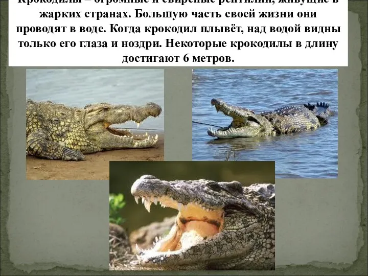 Крокодилы – огромные и свирепые рептилии, живущие в жарких странах. Большую часть