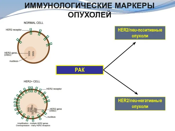 ИММУНОЛОГИЧЕСКИЕ МАРКЕРЫ ОПУХОЛЕЙ РАК HER2/neu-позитивные опухоли HER2/neu-негативные опухоли