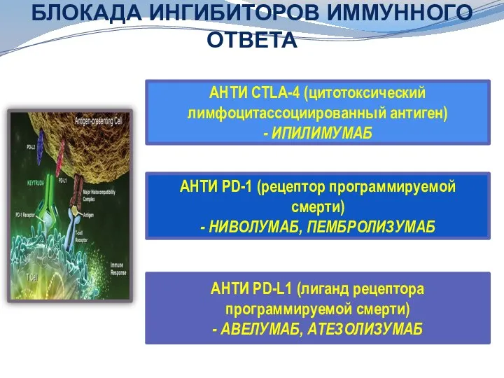 БЛОКАДА ИНГИБИТОРОВ ИММУННОГО ОТВЕТА АНТИ СТLA-4 (цитотоксический лимфоцитассоциированный антиген) - ИПИЛИМУМАБ АНТИ