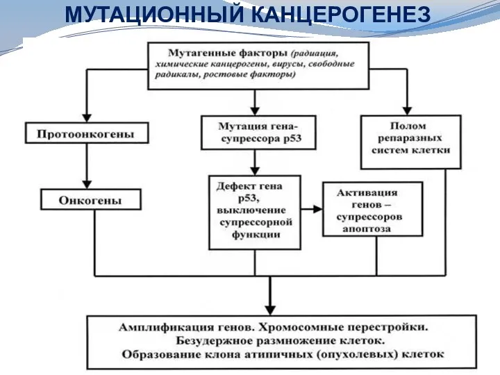 МУТАЦИОННЫЙ КАНЦЕРОГЕНЕЗ