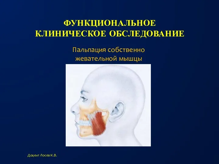 ФУНКЦИОНАЛЬНОЕ КЛИНИЧЕСКОЕ ОБСЛЕДОВАНИЕ Доцент Лосев К.В. Пальпация собственно жевательной мышцы