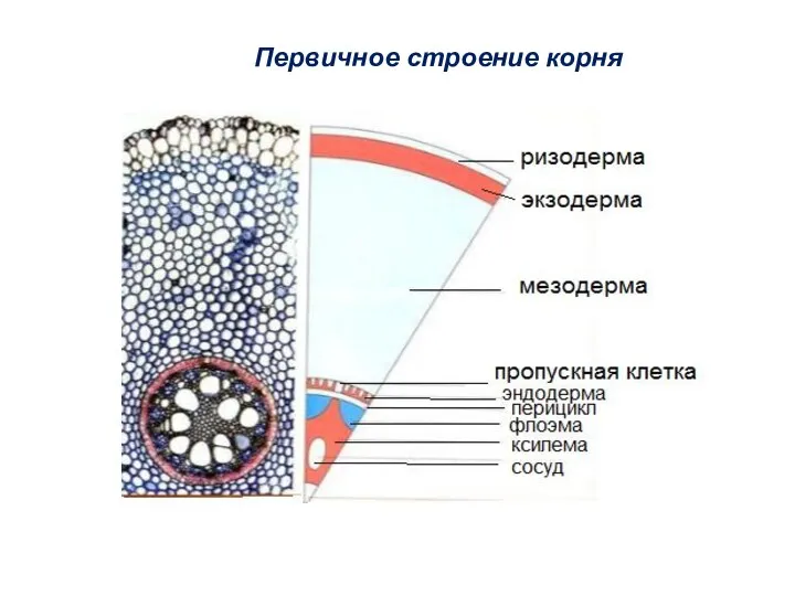 Первичное строение корня