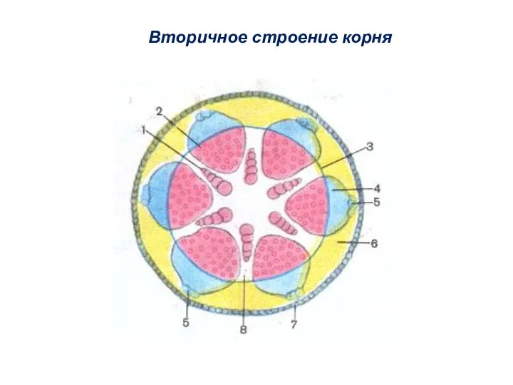 Вторичное строение корня