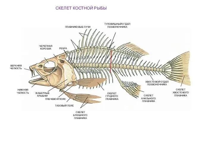 ТУЛОВИЩНЫЙ ОТДЕЛ ПОЗВОНОЧНИКА ХВОСТОВОЙ ОТДЕЛ ПОЗВОНОЧНИКА РЕБРА СКЕЛЕТ ХВОСТОВОГО ПЛАВНИКА СКЕЛЕТ БРЮШНОГО