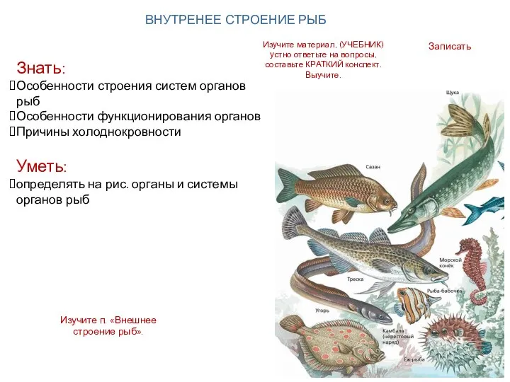 Записать Знать: Особенности строения систем органов рыб Особенности функционирования органов Причины холоднокровности