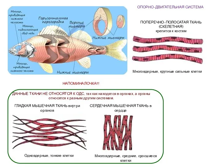 ОПОРНО-ДВИГАТЕЛЬНАЯ СИСТЕМА ПОПЕРЕЧНО-ПОЛОСАТАЯ ТКАНЬ (СКЕЛЕТНАЯ) крепится к костям ГЛАДКАЯ МЫШЕЧНАЯ ТКАНЬ внутри