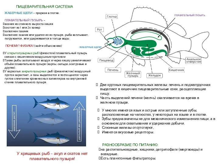 ПИЩЕВАРИТЕЛЬНАЯ СИСТЕМА ЖАБЕРНЫЕ ЩЕЛИ ПЛАВАТЕЛЬНЫЙ ПУЗЫРЬ ЖАБЕРНЫЕ ЩЕЛИ – прорези в глотке.
