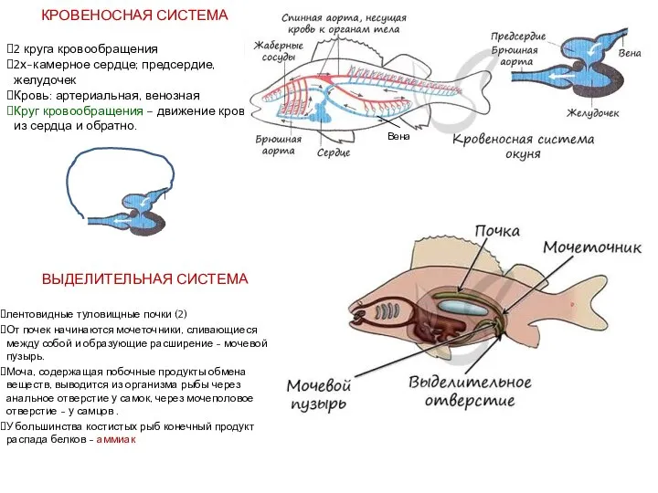 КРОВЕНОСНАЯ СИСТЕМА 2 круга кровообращения 2х-камерное сердце; предсердие, желудочек Кровь: артериальная, венозная