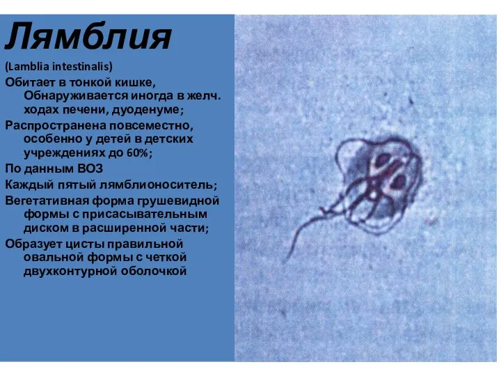 Лямблия (Lamblia intestinalis) Обитает в тонкой кишке, Обнаруживается иногда в желч.ходах печени,