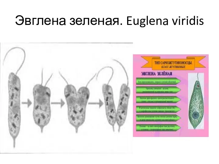 Эвглена зеленая. Euglena viridis