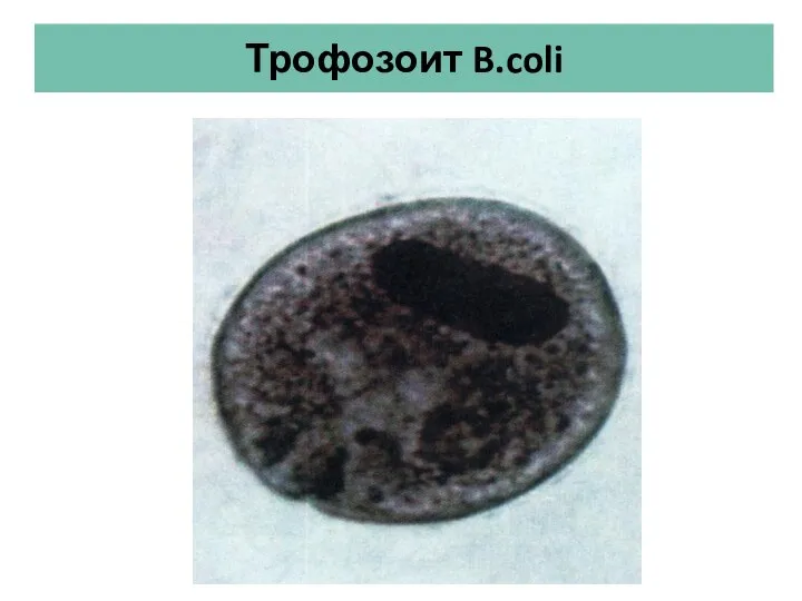 Трофозоит B.coli