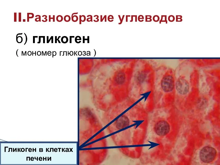 б) гликоген ( мономер глюкоза ) II.Разнообразие углеводов Гликоген в клетках печени