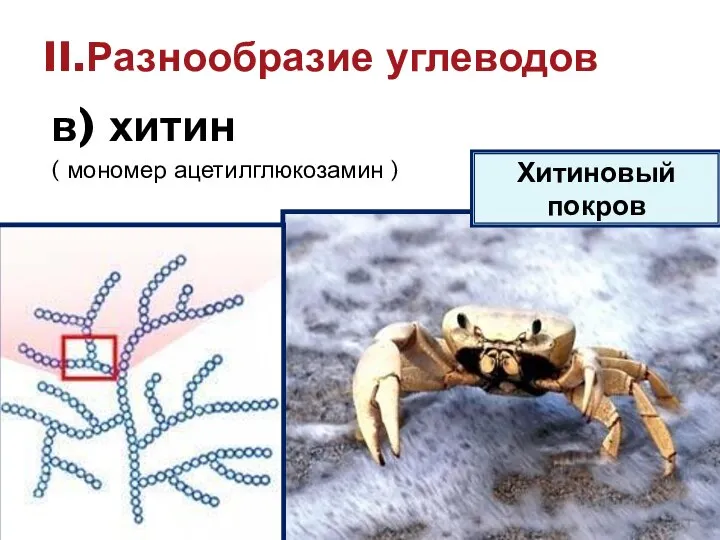 в) хитин ( мономер ацетилглюкозамин ) II.Разнообразие углеводов Хитиновый покров