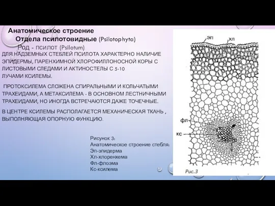 ДЛЯ НАДЗЕМНЫХ СТЕБЛЕЙ ПСИЛОТА ХАРАКТЕРНО НАЛИЧИЕ ЭПИДЕРМЫ, ПАРЕНХИМНОЙ ХЛОРОФИЛЛОНОСНОЙ КОРЫ С ЛИСТОВЫМИ