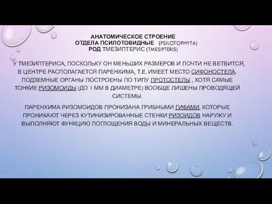 АНАТОМИЧЕСКОЕ СТРОЕНИЕ ОТДЕЛА ПСИЛОТОВИДНЫЕ (PSILOTOPHYTA) РОД ТМЕЗИПТЕРИС (TMESIPTERIS) У ТМЕЗИПТЕРИСА, ПОСКОЛЬКУ ОН