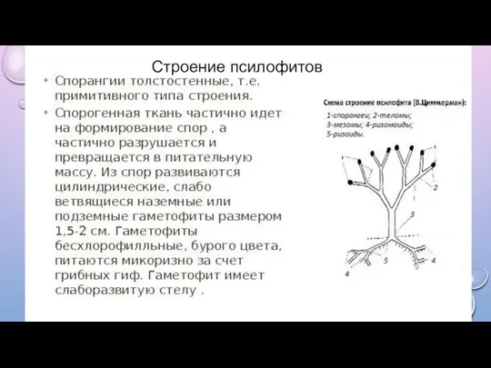 Строение псилофитов