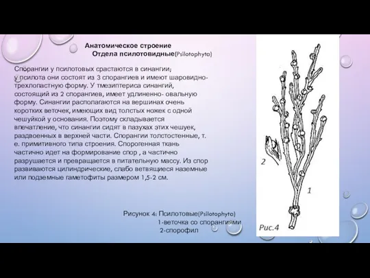 Спорангии у псилотовых срастаются в синангии; у псилота они состоят из 3