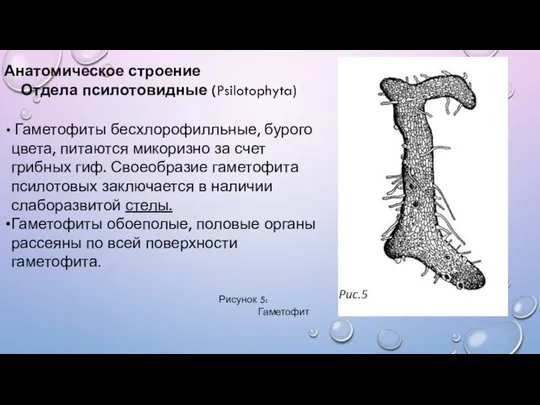 Гаметофиты бесхлорофилльные, бурого цвета, питаются микоризно за счет грибных гиф. Своеобразие гаметофита