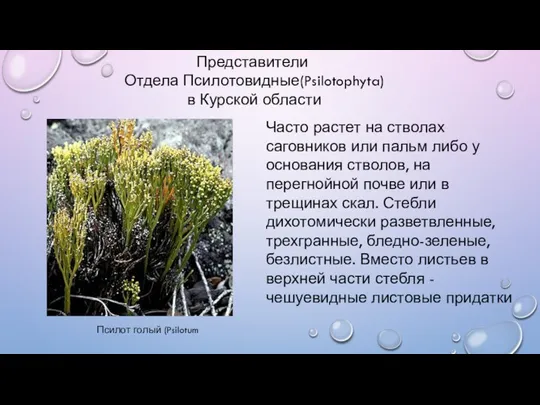 Представители Отдела Псилотовидные(Psilotophyta) в Курской области Псилот голый (Psilotum Часто растет на