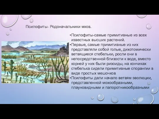 Псилофиты- Родоначальники мхов. Псилофиты-самые примитивные из всех известных высших растений. Первые, самые