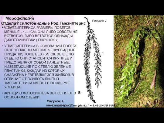 У ТМЕЗИПТЕРИСА РАЗМЕРЫ ПОБЕГОВ МЕНЬШЕ - 5-30 СМ; ОНИ ЛИБО СОВСЕМ НЕ