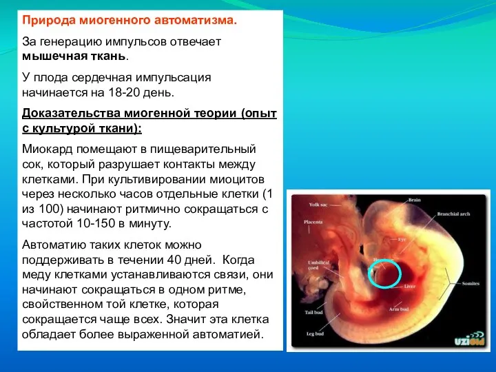 Природа миогенного автоматизма. За генерацию импульсов отвечает мышечная ткань. У плода сердечная