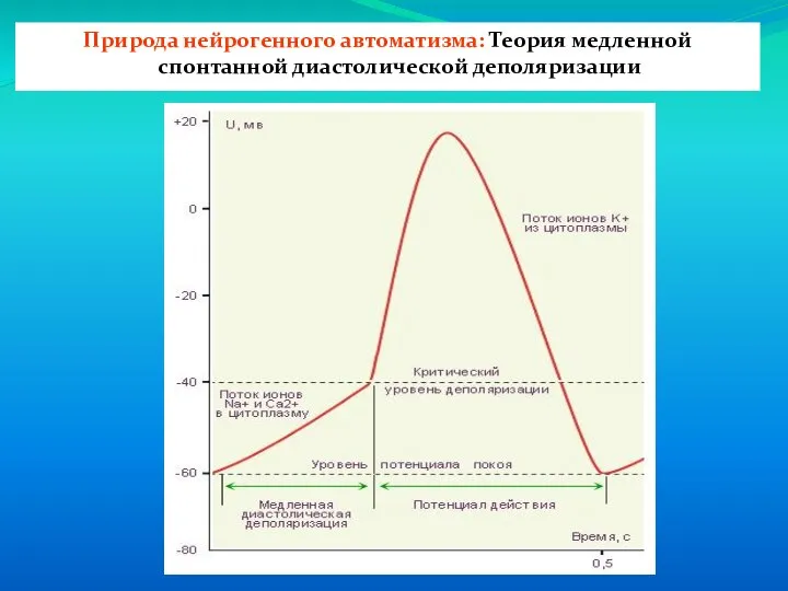 Природа нейрогенного автоматизма: Теория медленной спонтанной диастолической деполяризации