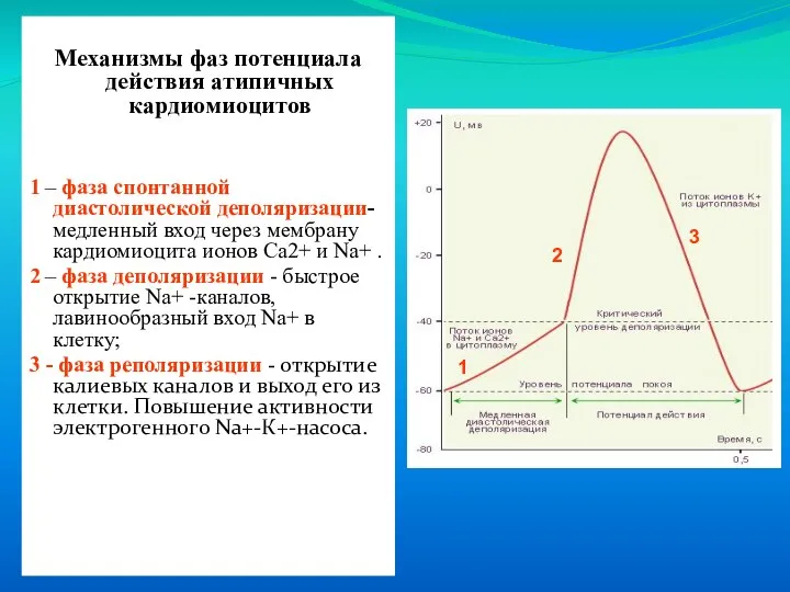 Механизмы фаз потенциала действия атипичных кардиомиоцитов 1 – фаза спонтанной диастолической деполяризации-