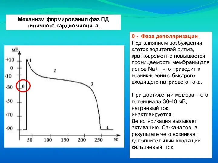 Механизм формирования фаз ПД типичного кардиомиоцита. 0 - Фаза деполяризации. Под влиянием