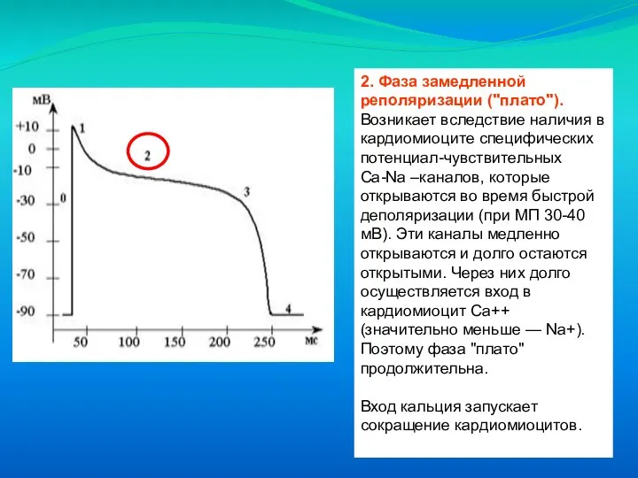 2. Фаза замедленной реполяризации ("плато"). Возникает вследствие наличия в кардиомиоците специфических потенциал-чувствительных