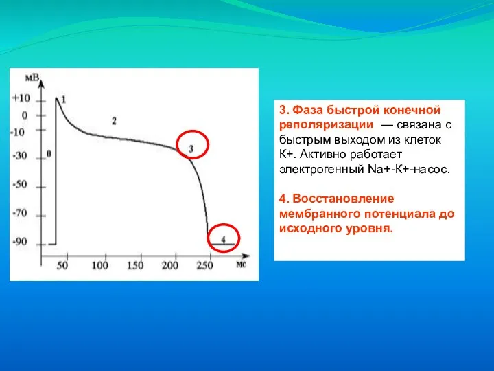 3. Фаза быстрой конечной реполяризации — связана с быстрым выходом из клеток