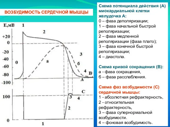 Схема потенциала действия (А) миокардиальной клетки желудочка А: 0 – фаза деполяризации;