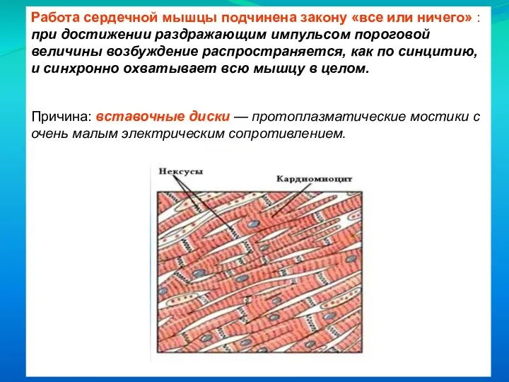 Работа сердечной мышцы подчинена закону «все или ничего» : при достижении раздражающим