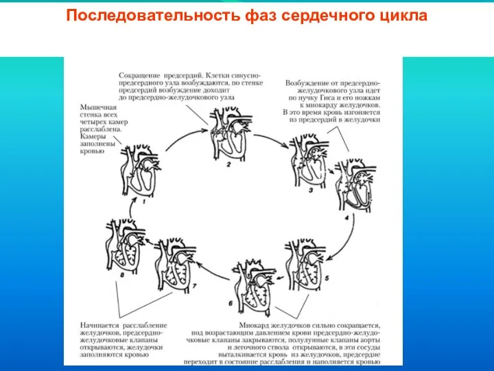 Последовательность фаз сердечного цикла