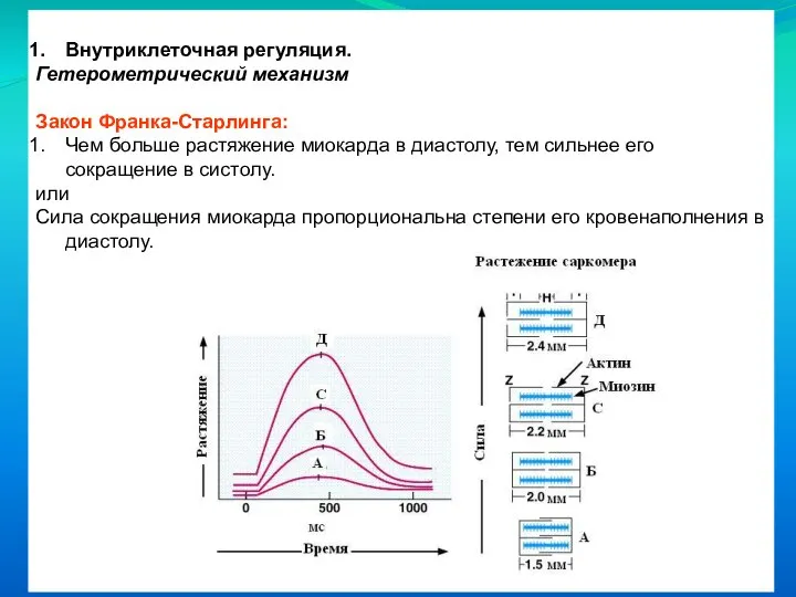 Внутриклеточная регуляция. Гетерометрический механизм Закон Франка-Старлинга: Чем больше растяжение миокарда в диастолу,