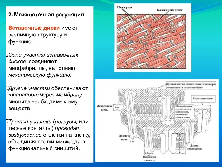 2. Межклеточная регуляция Вставочные диски имеют различную структуру и функцию: Одни участки