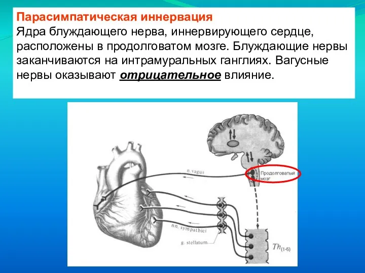 Парасимпатическая иннервация Ядра блуждающего нерва, иннервирующего сердце, расположены в продолговатом мозге. Блуждающие