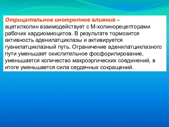 Отрицательное инотропное влияние – ацетилхолин взаимодействует с М-холинорецепторами рабочих кардиомиоцитов. В результате