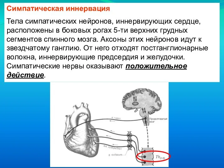 Симпатическая иннервация Тела симпатических нейронов, иннервирующих сердце, расположены в боковых рогах 5-ти