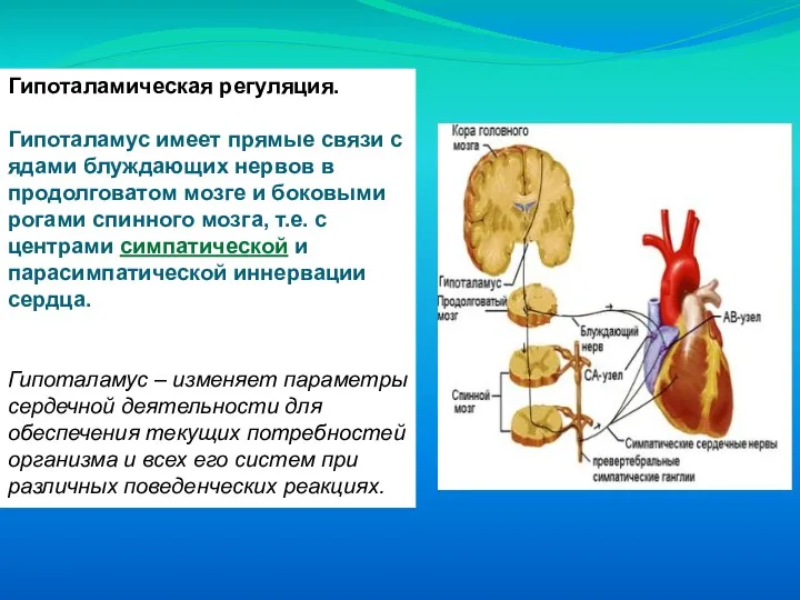 Гипоталамическая регуляция. Гипоталамус имеет прямые связи с ядами блуждающих нервов в продолговатом