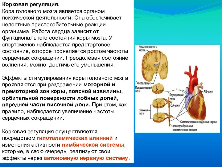 Корковая регуляция. Кора головного мозга является органом психической деятельности. Она обеспечивает целостные