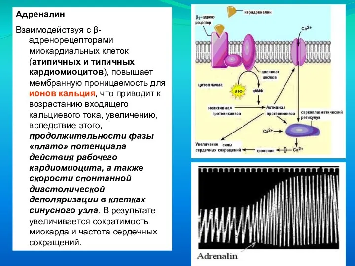 Адреналин Взаимодействуя с β-адренорецепторами миокардиальных клеток (атипичных и типичных кардиомиоцитов), повышает мембранную