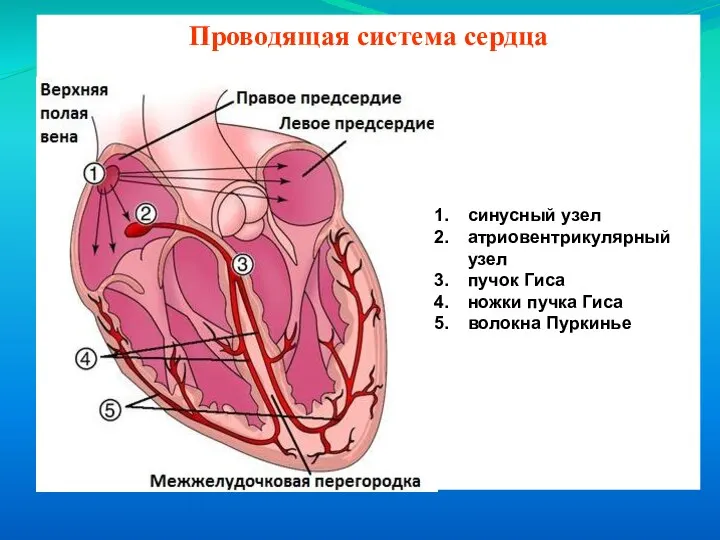 Проводящая система сердца синусный узел атриовентрикулярный узел пучок Гиса ножки пучка Гиса волокна Пуркинье