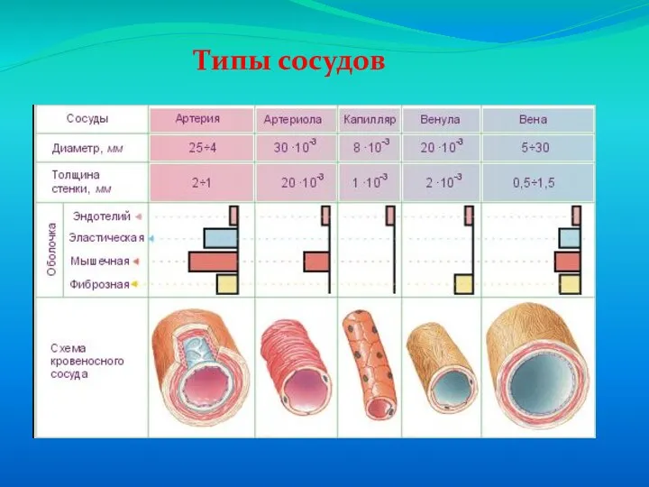 Типы сосудов