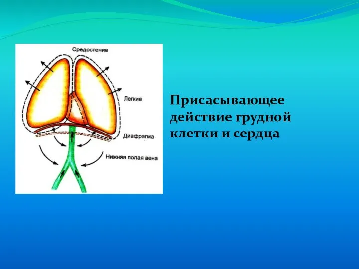 Присасывающее действие грудной клетки и сердца