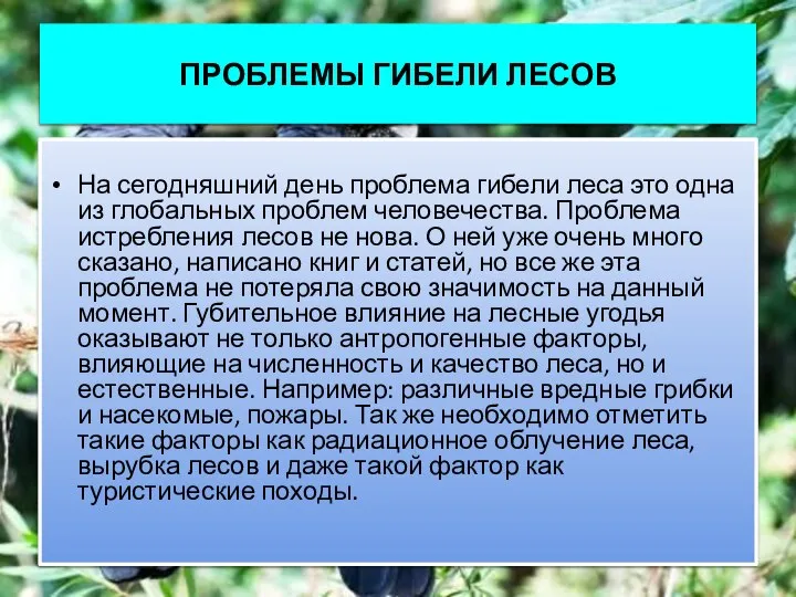 ПРОБЛЕМЫ ГИБЕЛИ ЛЕСОВ На сегодняшний день проблема гибели леса это одна из